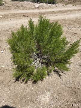 Image of Needle-Leaf Burrobush