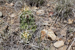 Image de Echinocereus fendleri (Engelm.) Sencke ex J. N. Haage