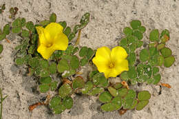 Image of Oxalis luteola Jacq.