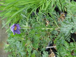 Image of Pulsatilla bungeana C. A. Mey. ex Ledeb.