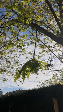 Image of silver maple