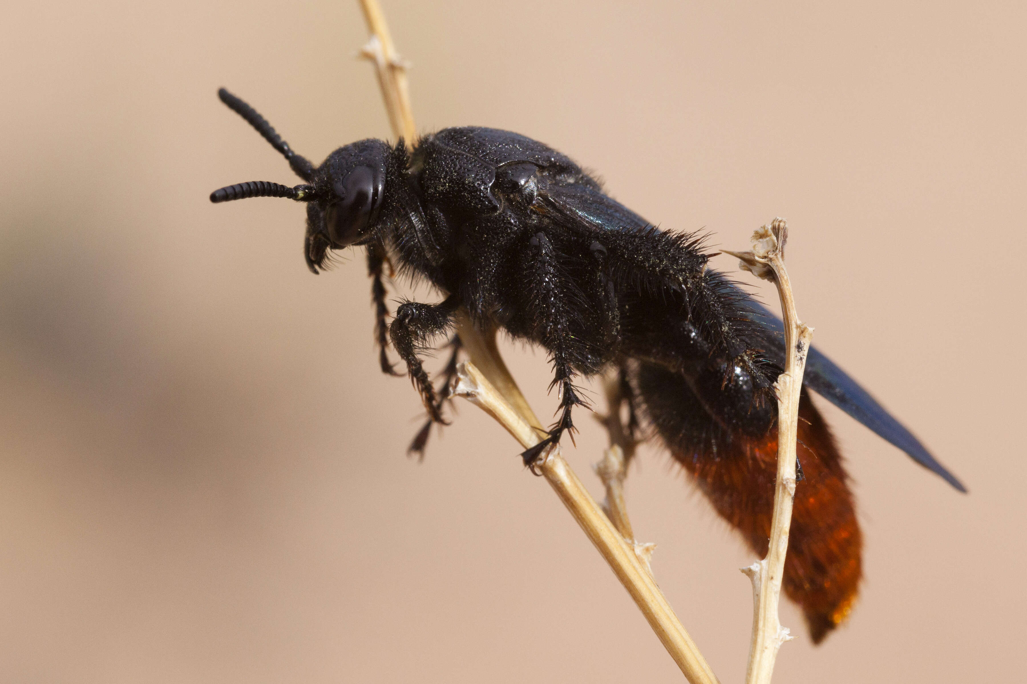 Image of Triscolia ardens (Smith 1855)