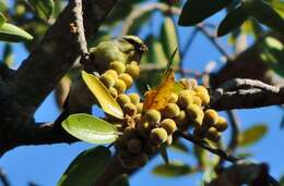 Image of Yellow-fronted Canary