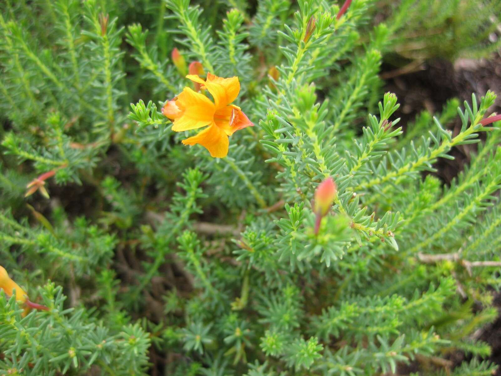 Image of Red Leschenaultia