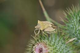 Image of <i>Carpocoris fuscispinus</i>