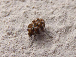 Image of Sacramento Anthicid Beetle