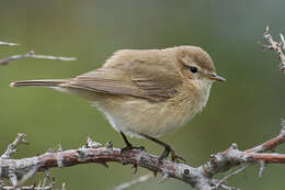 Image of Mountain Chiffchaff