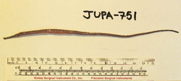 Image of Great Pipefish