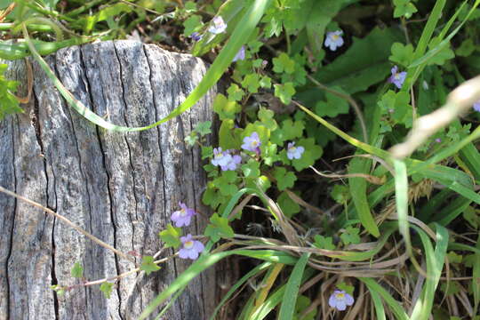 Image of Ivy-leaved Toadflax