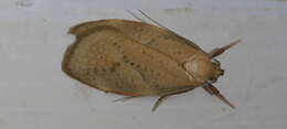 Image of Mountain Beech Flat Moth