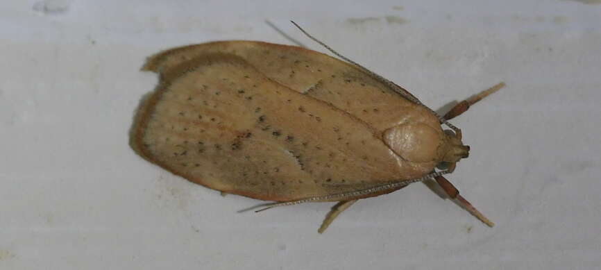 Image of Mountain Beech Flat Moth