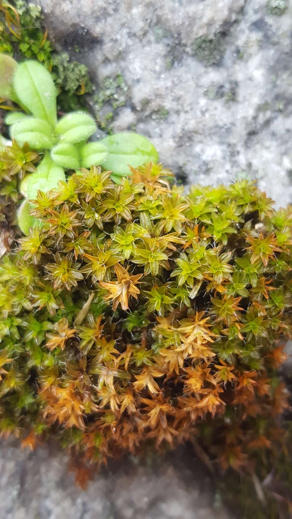 Image of great hairy screw-moss