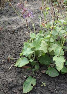 Imagem de Salvia miltiorrhiza Bunge