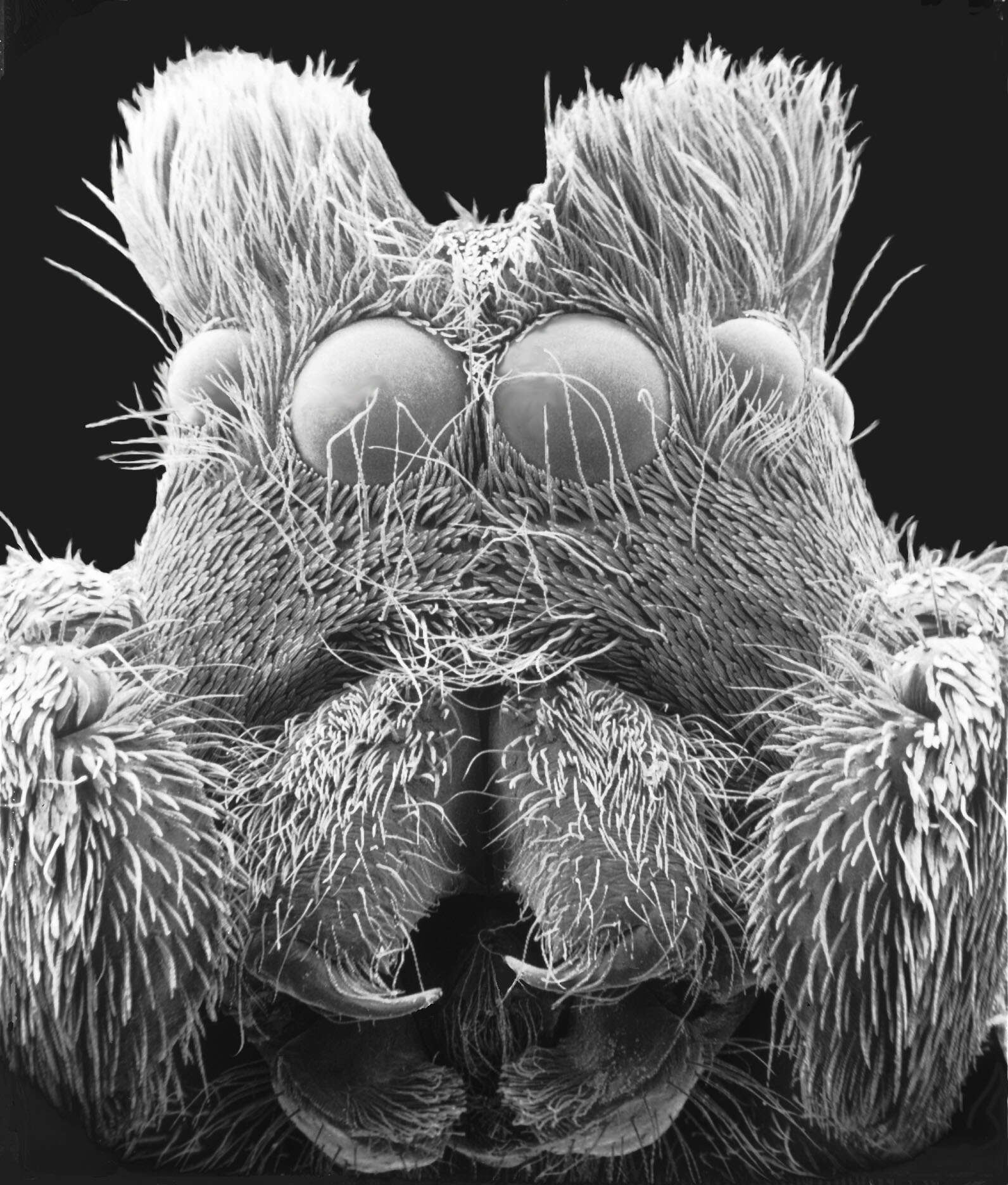 Image of Habronattus ophrys Griswold 1987