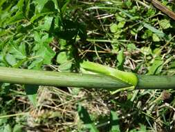 Image of wild angelica