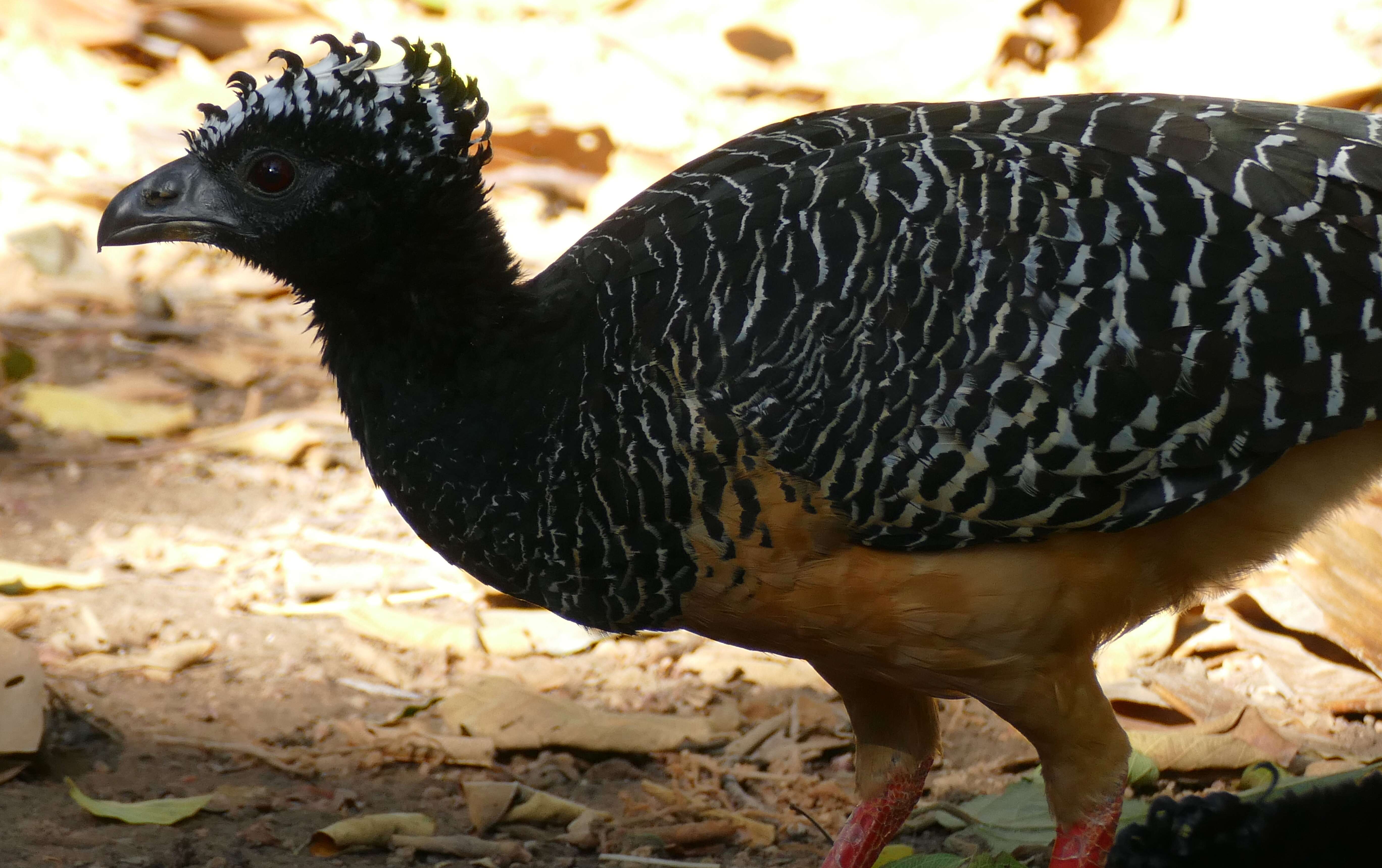 Image of Bare-faced Curassow