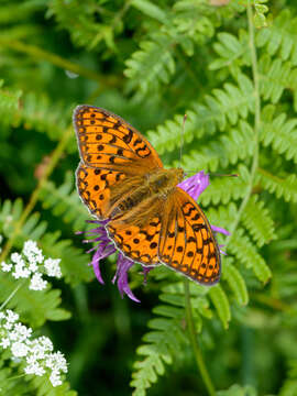 Image of High brown fritillary