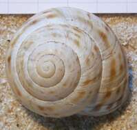 Image of Cepaea sylvatica