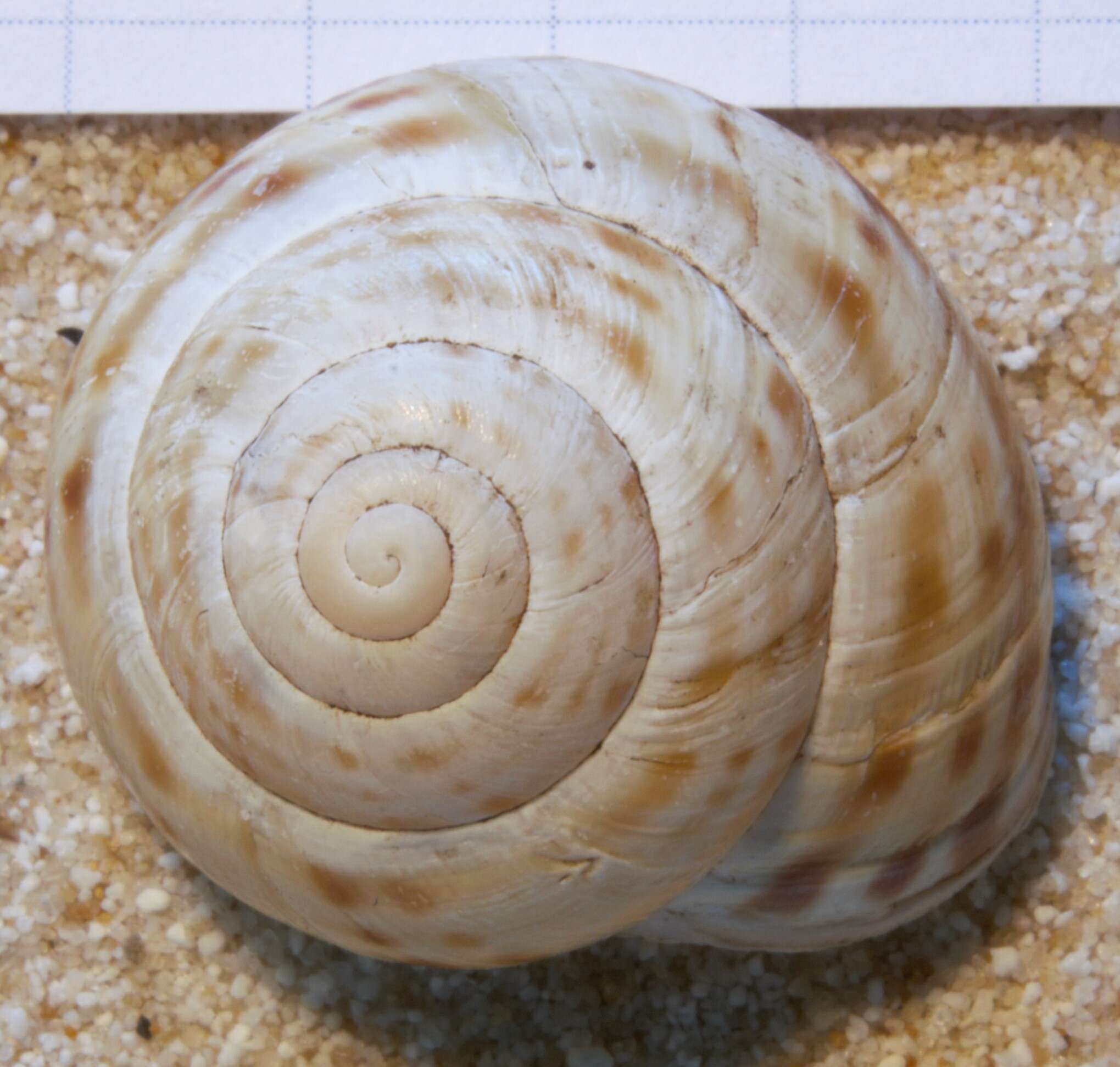 Image of Cepaea sylvatica