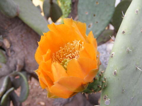 Imagem de Opuntia ficus-indica (L.) Mill.