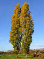 Sivun Populus nigra var. italica (Moench.) Koehne kuva