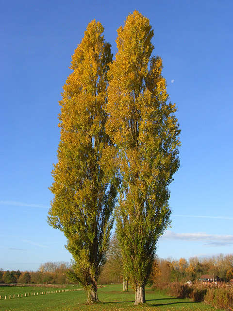 Sivun Populus nigra var. italica (Moench.) Koehne kuva