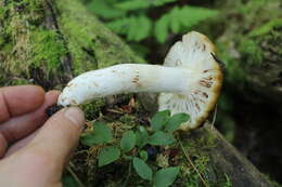 Image of Stinking Russula