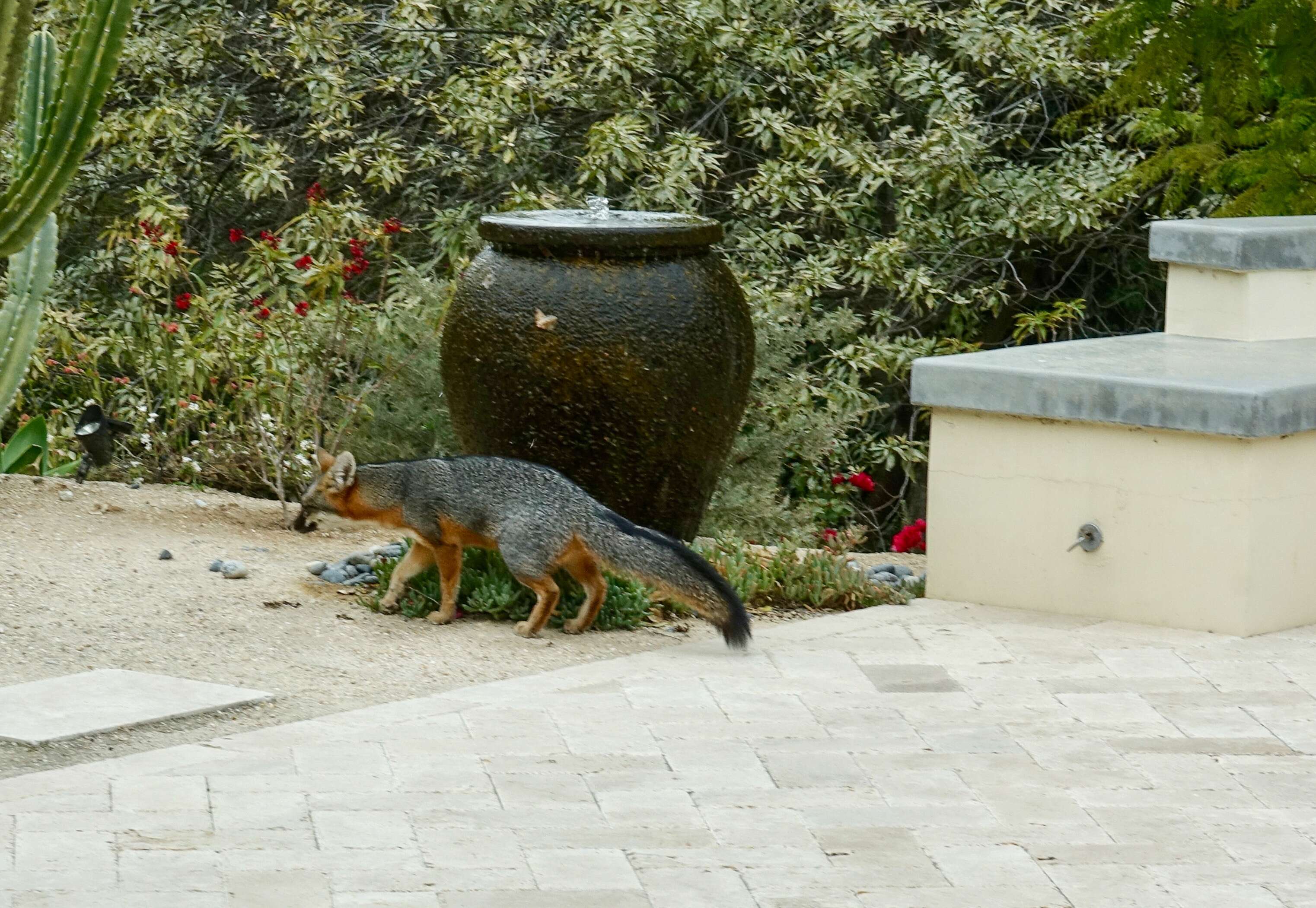 Image of Grey Foxes