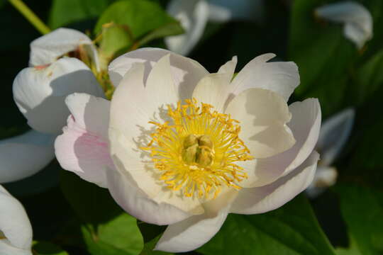 Plancia ëd Paeonia lactiflora Pall.