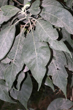 Image of earleaf nightshade