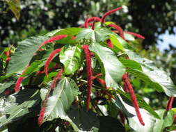 Imagem de Acalypha hispida Burm. fil.