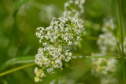 Image of White bedstraw