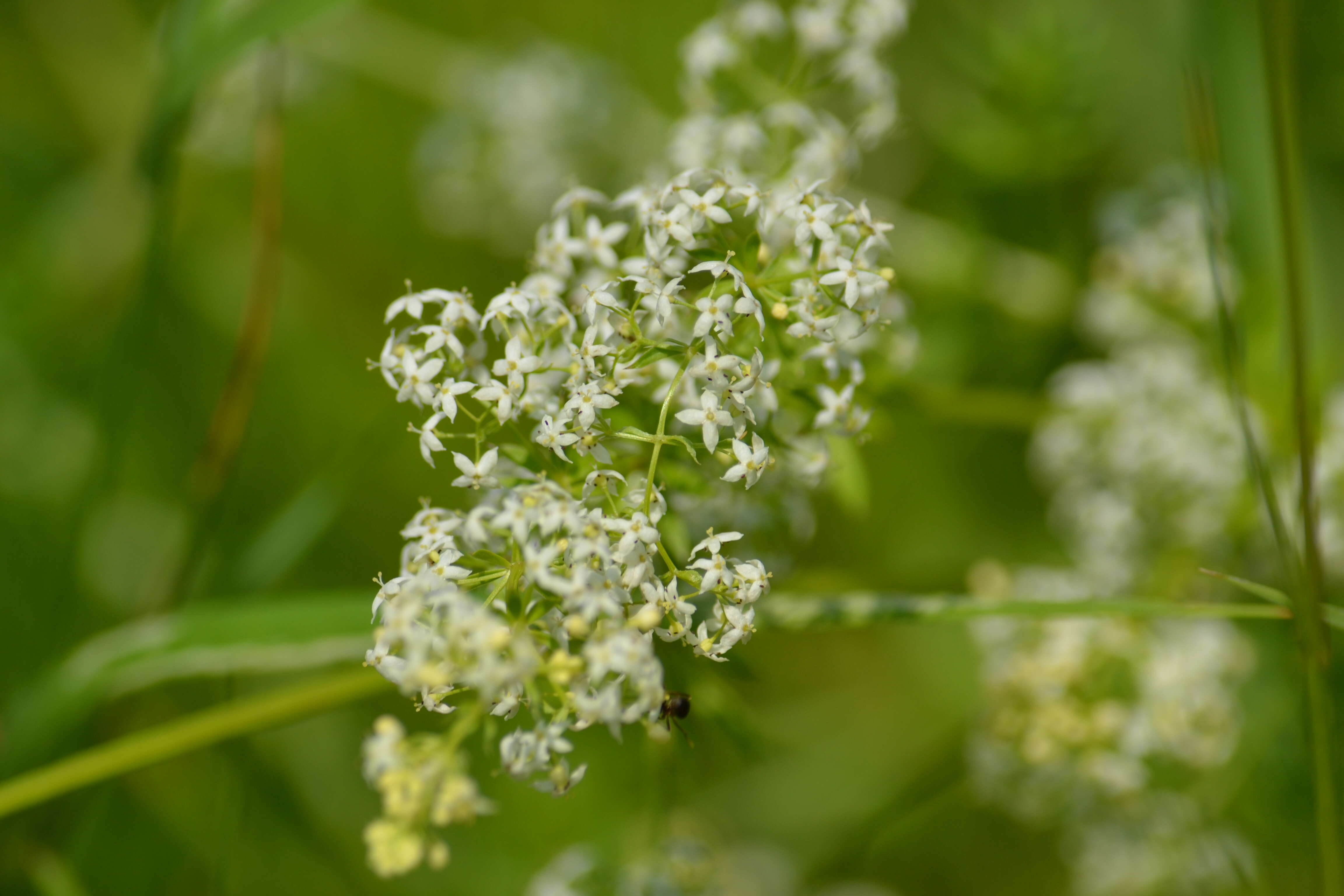 Plancia ëd Galium mollugo L.