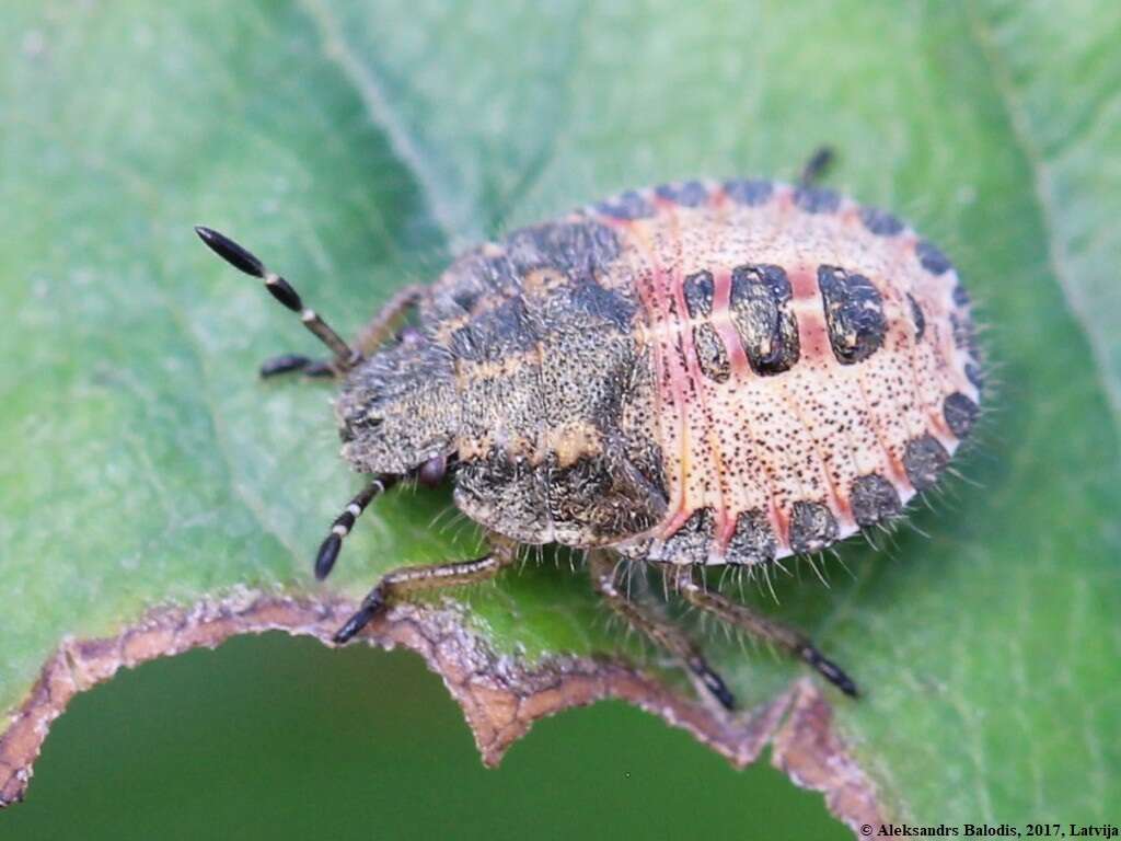 Image of sloe bug