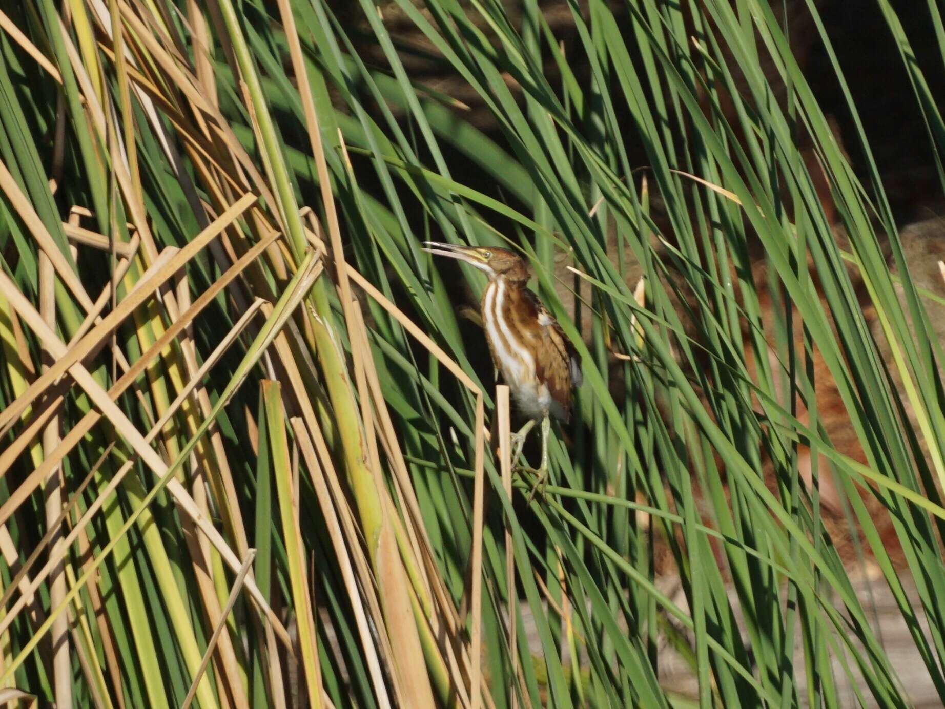 Image of Least Bittern