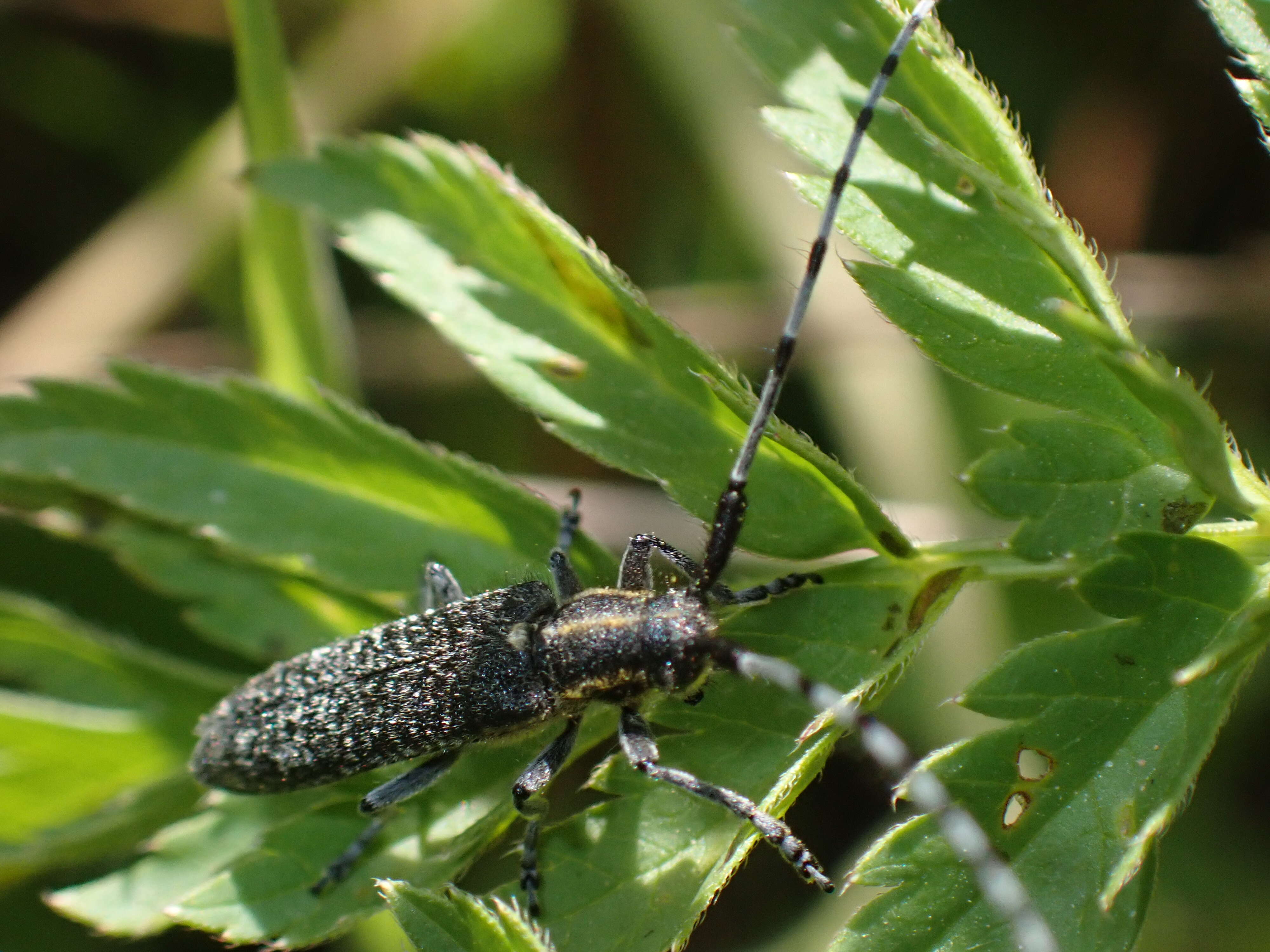 Image of Agapanthia (Epoptes) villosoviridescens (Degeer 1775)