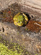 Image of Perez's Frog