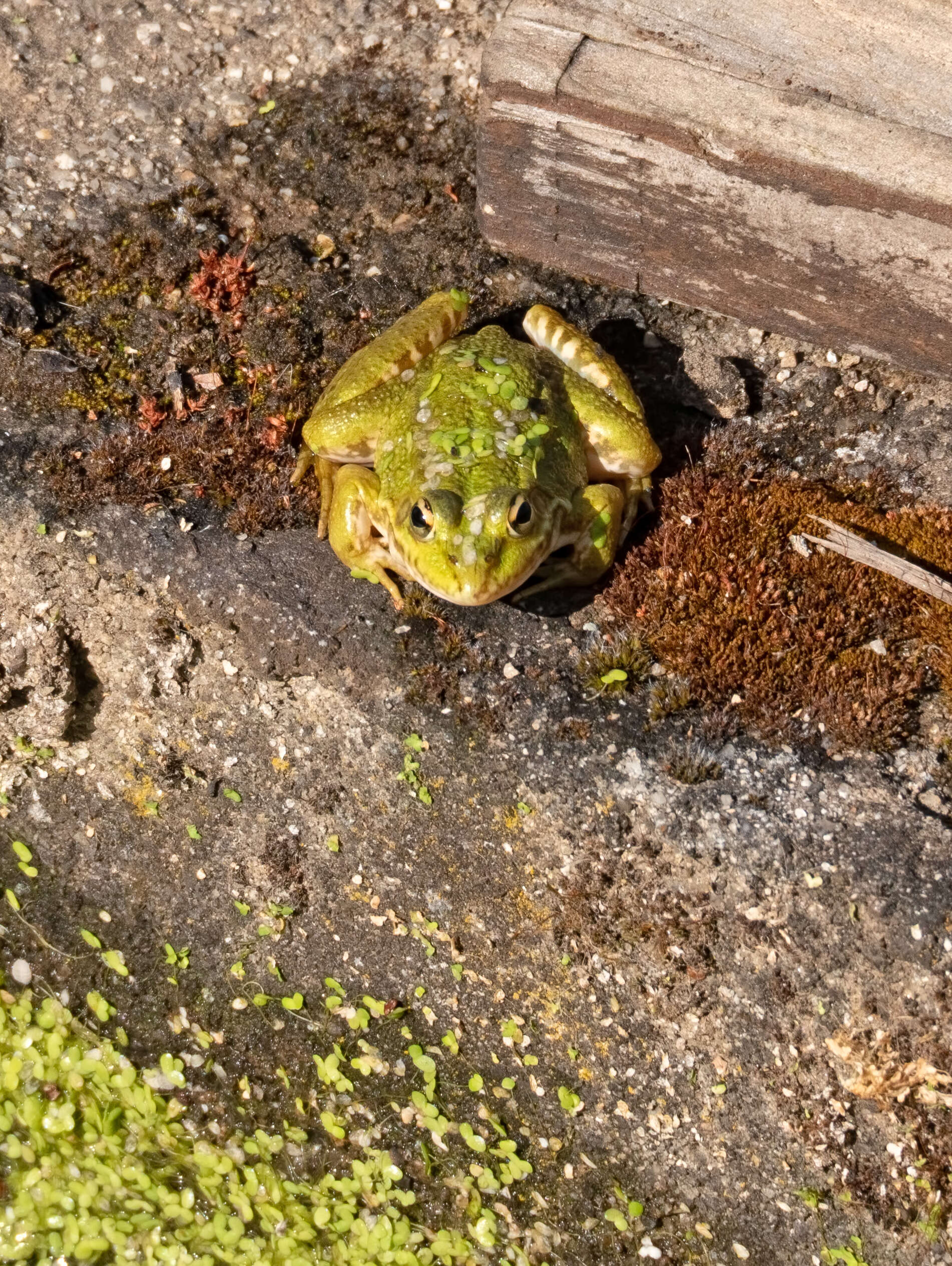 Image of Perez's Frog