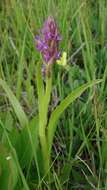 Dactylorhiza incarnata (L.) Soó resmi