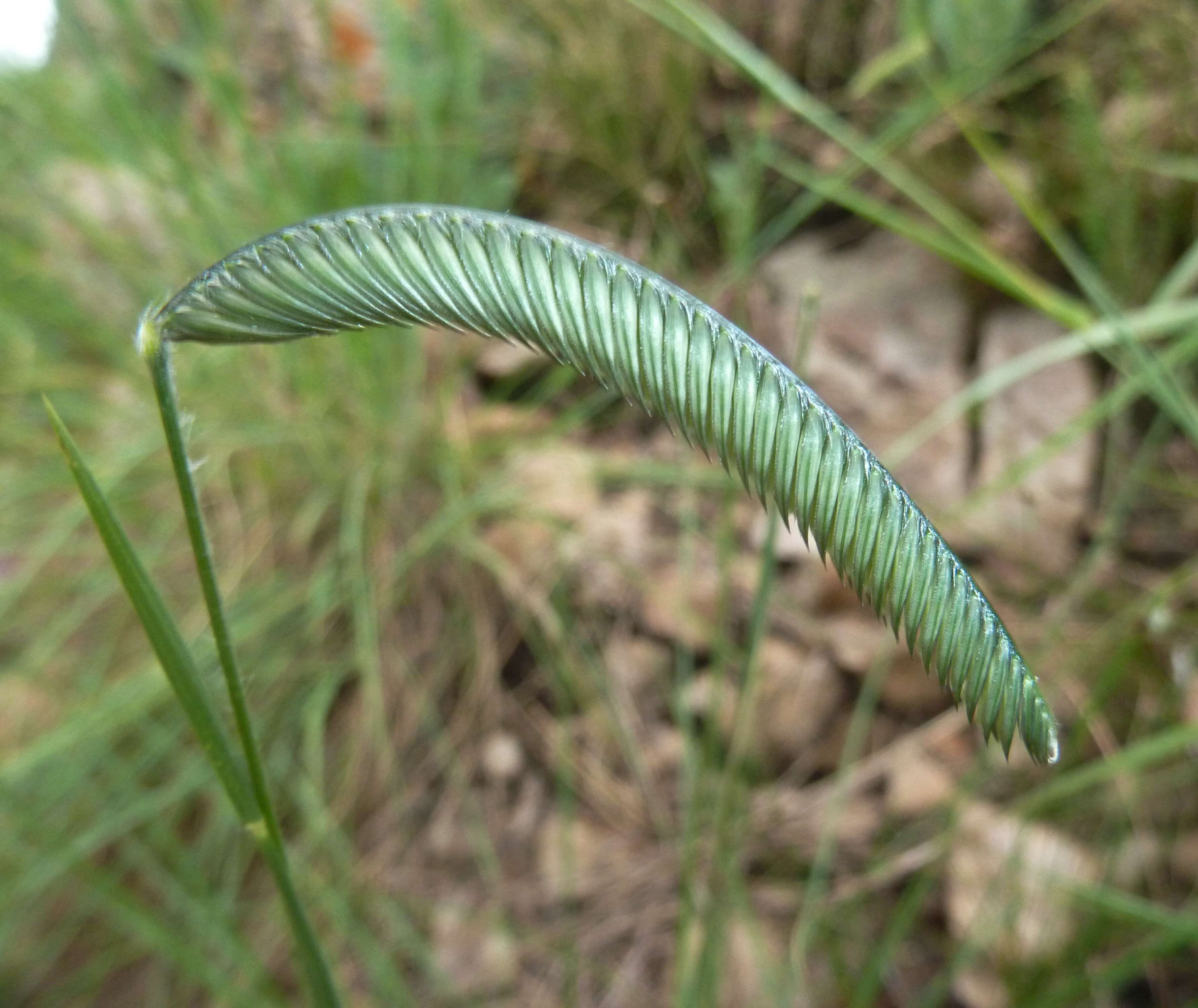 Harpochloa falx (L. fil.) Kuntze resmi