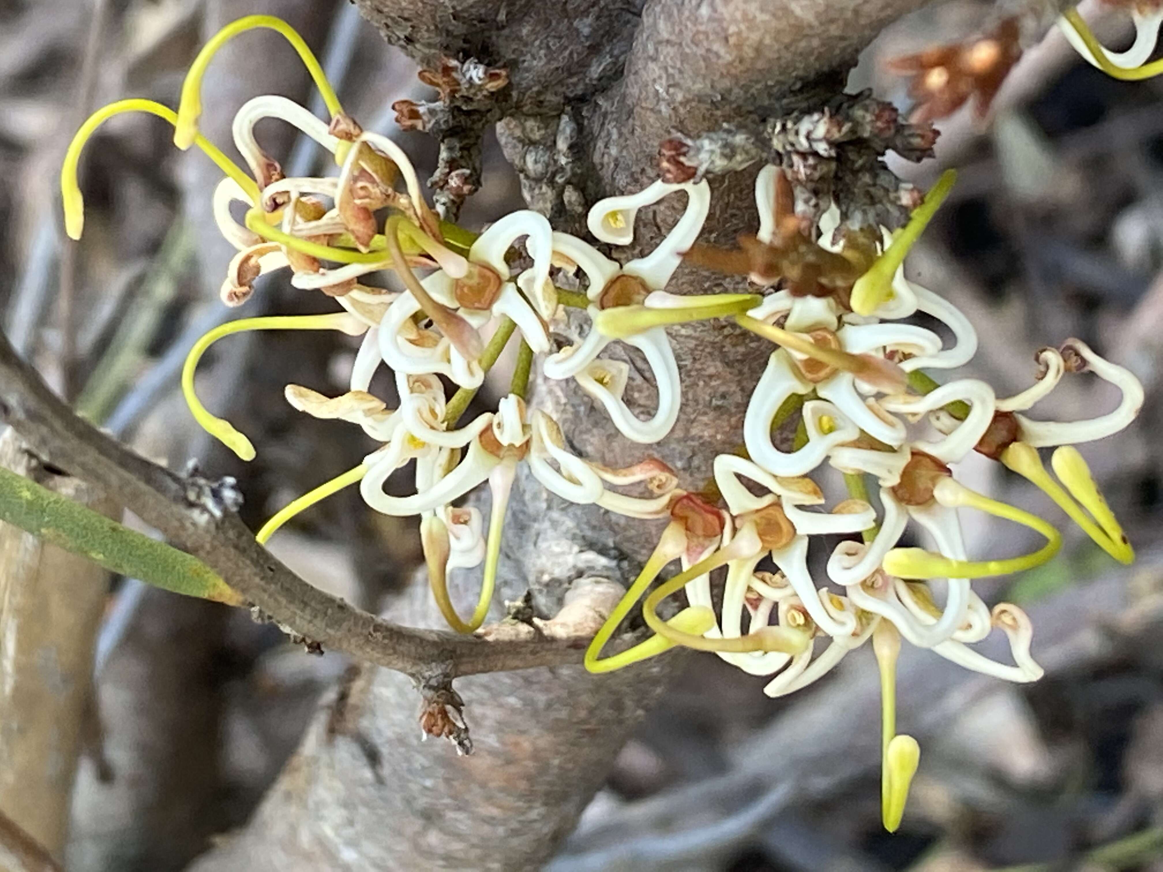 Image of Hakea platysperma Hook.