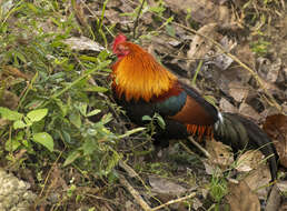 Image of Red Junglefowl