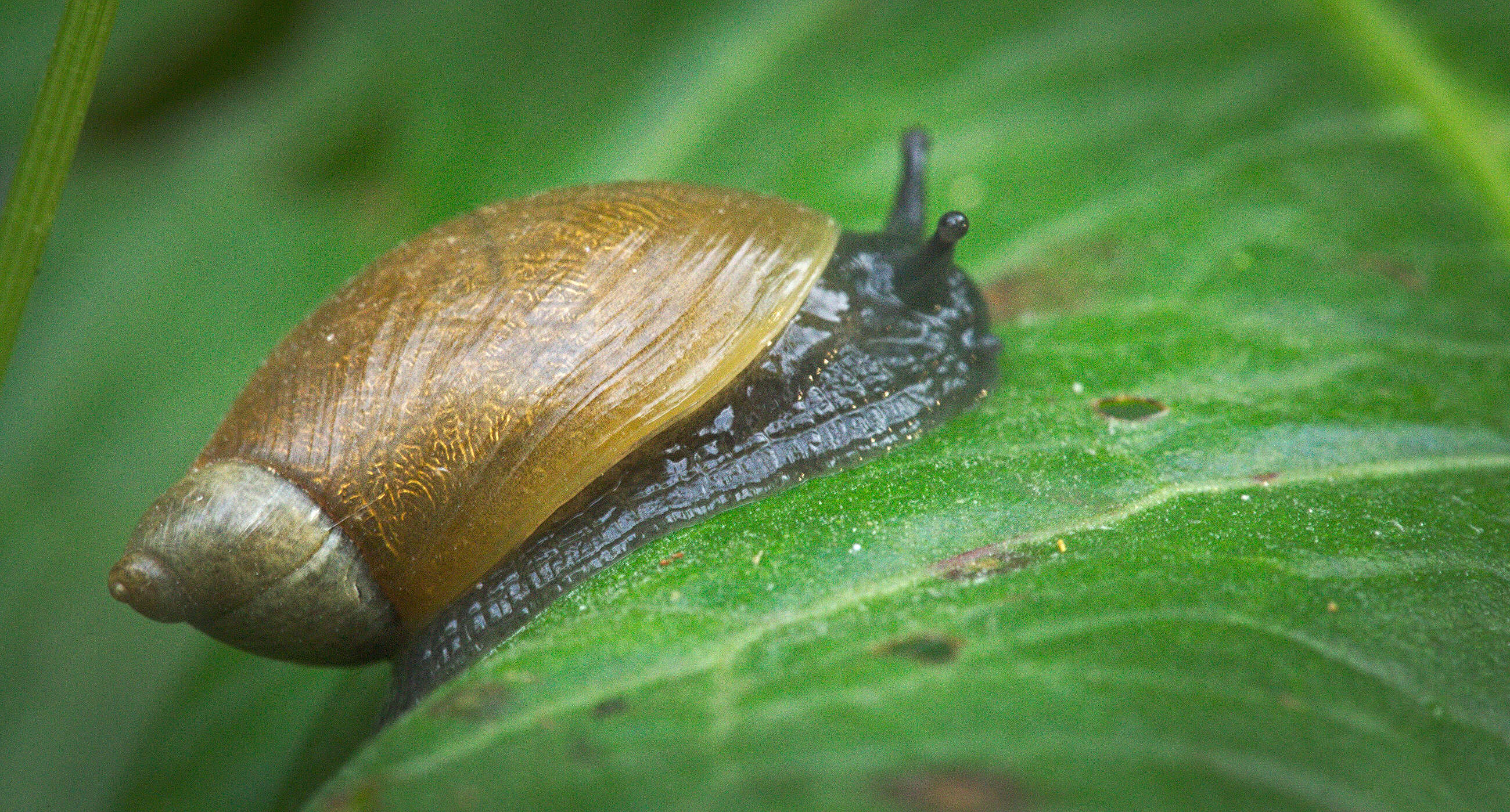 Image of amber snail