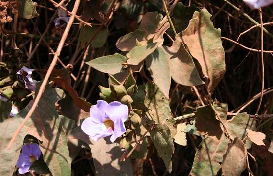 Image of Bengal clock vine