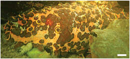 Image of Three-rowed Sea Cucumber