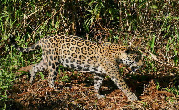 Image of Panthera onca palustris (Ameghino 1888)