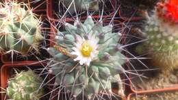 Image of Thelocactus rinconensis (Poselger) Britton & Rose