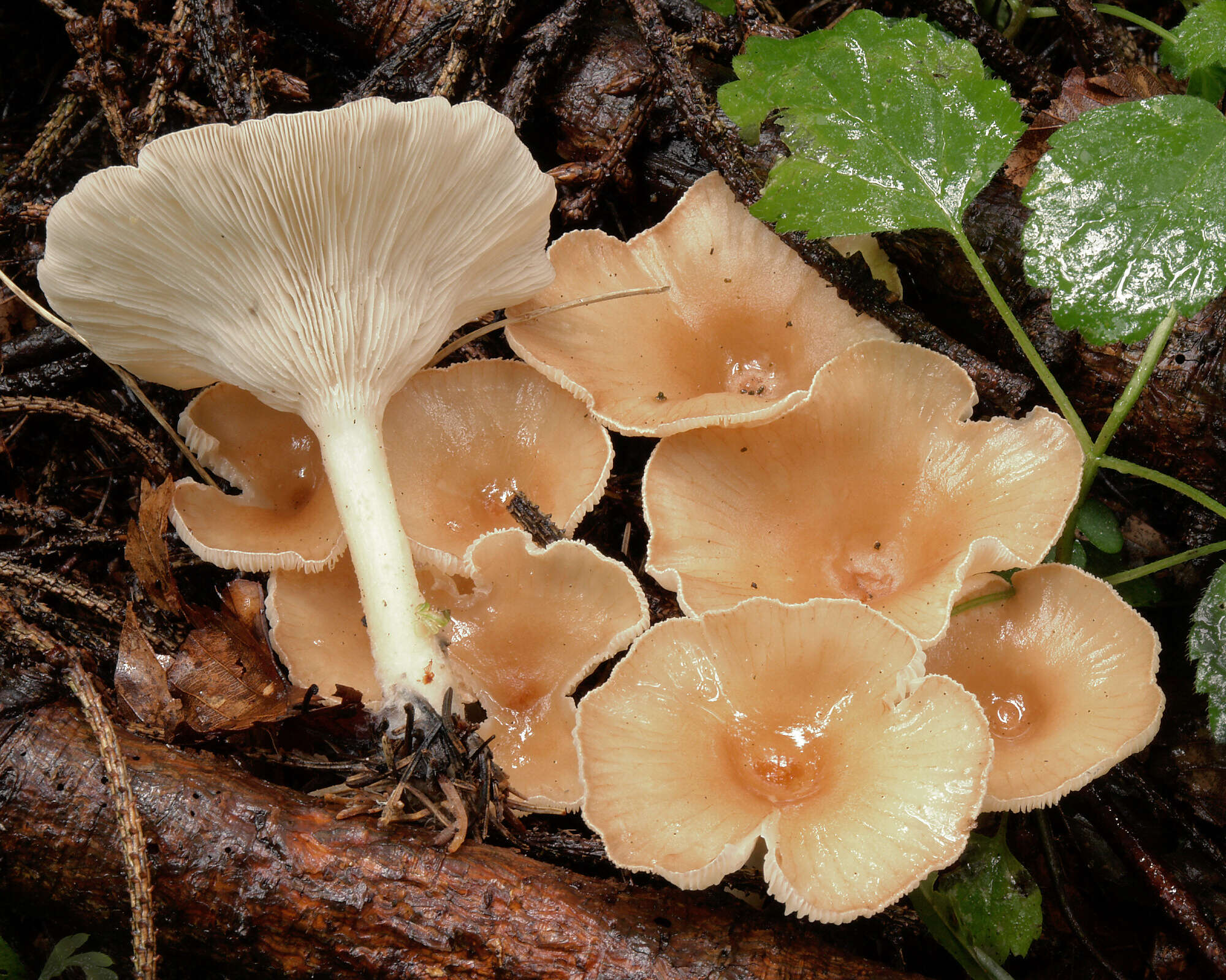 Слика од Clitocybe gibba (Pers.) P. Kumm. 1871