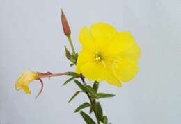 Imagem de Oenothera biennis L.