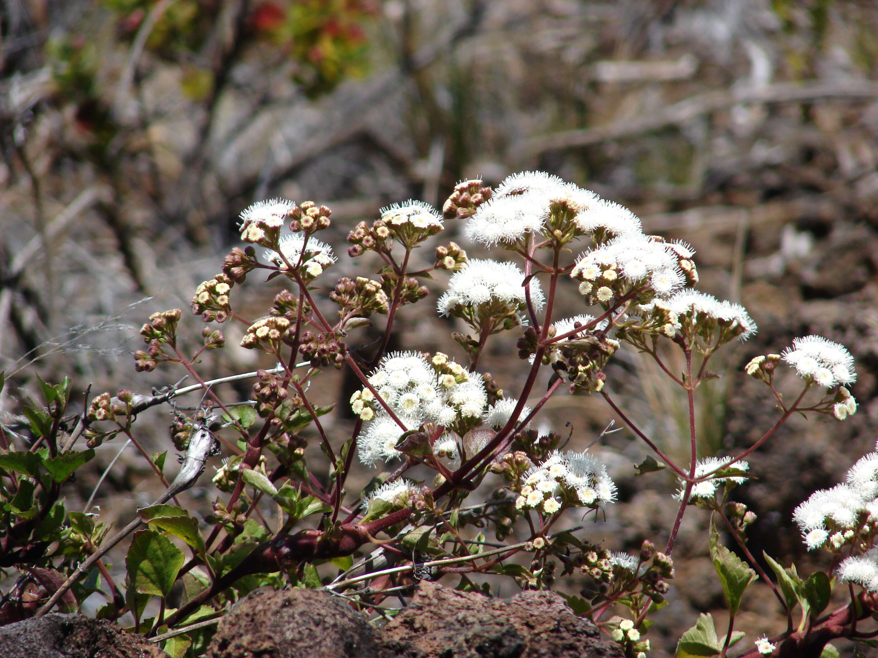 صورة Ageratina adenophora (Spreng.) R. King & H. Rob.